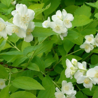 zhasmin_sadovyj_chubushnik_aureus_3reg-4f