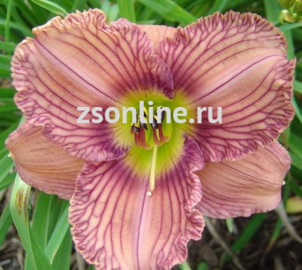 Изображение загружено обработкой по данным файла Excel