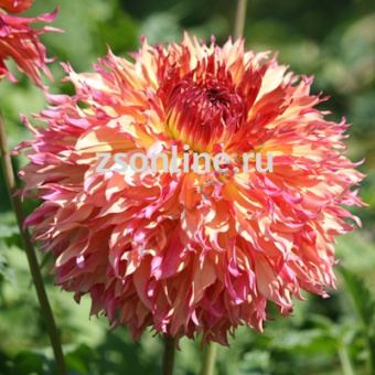 Изображение загружено обработкой по данным файла Excel