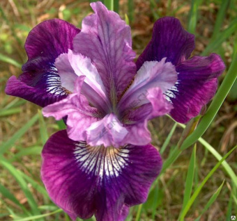Ирис Siberica Lady Vanessa 1 шт