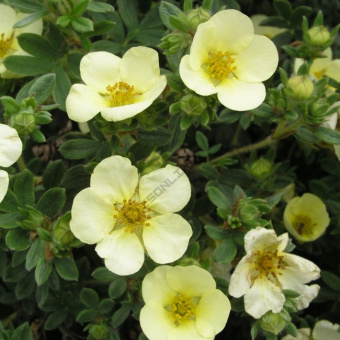 Лапчатка кустарниковая Примроуз Бьюти