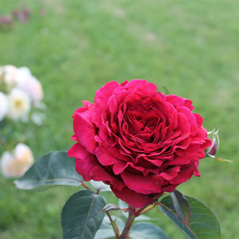 Роза флорибунда Роза 4х ветров (Роз де Катро Вант)
