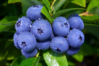 Голубика высокорослая Патриот (С2) (ранний)