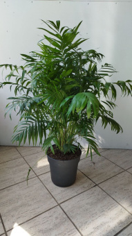 Хамедорея 24/110см