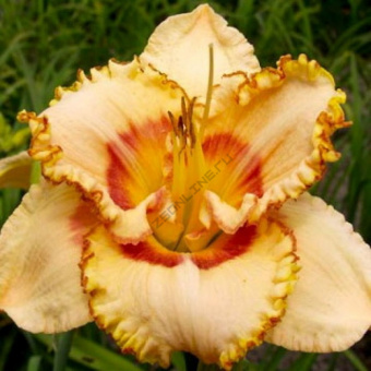 Лилейник гибридный Сикс Сенс