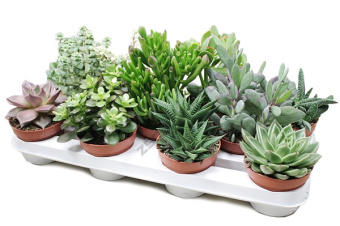 Суккулентный микс 7/7 см