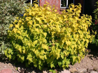 Пузыреплодник калинолистный Дартс Голд, С 7,5, 40-60 см