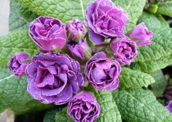 Примула обыкновенная Фру Фру*/К