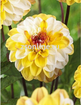 Изображение загружено обработкой по данным файла Excel