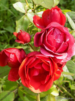 Роза канадская парковая Модэн Файрглоу