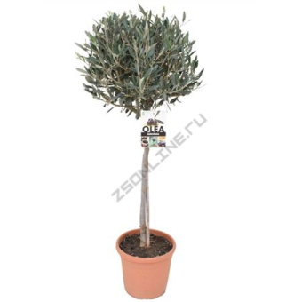 Олива штамбовая D21см H100см