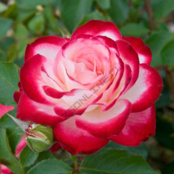 Роза флорибунда Жюбиле дю Принц де Монако (Жюбиле де Санкт-Петербург)/ЦКор