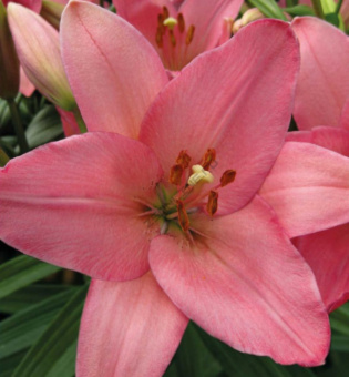 Лилия ЛА-Гибрид Олгаве