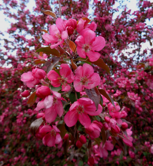 Яблоня декоративная Недзвецкого