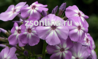 Изображение загружено обработкой по данным файла Excel