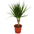 Драцена 11-12/45 см