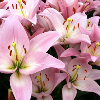 Лилия-ЛА-гибрид-PARTY-DIAMOND