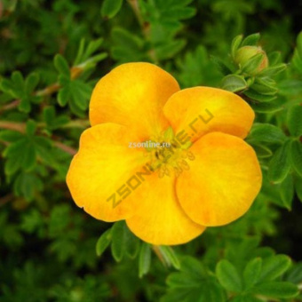 Изображение загружено обработкой по данным файла Excel