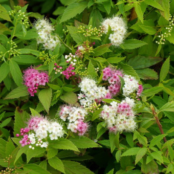 spirea_japan_genpei