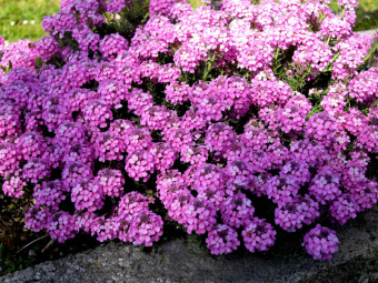 Крылотычинник Warley Rose