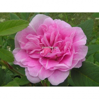 Изображение загружено обработкой по данным файла Excel