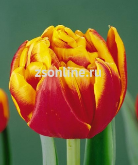 Изображение загружено обработкой по данным файла Excel