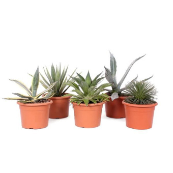 Агава D5см H8см