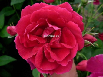 Изображение загружено обработкой по данным файла Excel