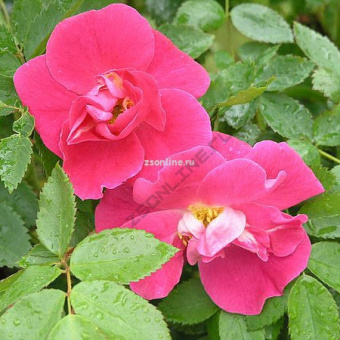 Изображение загружено обработкой по данным файла Excel