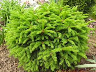 Ель обыкновенная Берри, Picea abries Barryi, в горшке 2л, 15-20 см