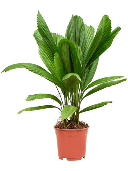 likuala_bolshaya_grandis_4ligr2r70