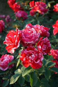 Изображение загружено обработкой по данным файла Excel