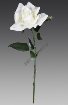 Роза кудрявая бело-серебряная, 52 см