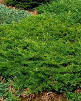 Можжевельник казацкий Броадмур, Juniperus sabina Broadmoor, в горшке 3л, 30-40 см