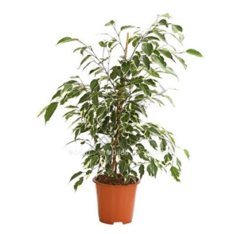 Фикус benjamina смесь D19 H90см