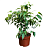 Фикус Бенджамина D12 H40 см