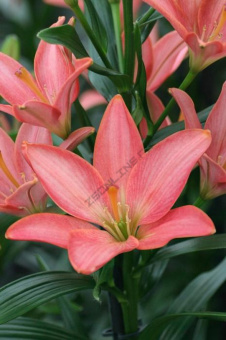 Лилия ЛА-Гибрид Литтл Кисс