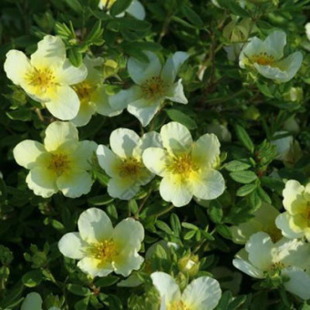 lapchatka_kustar_laimlite