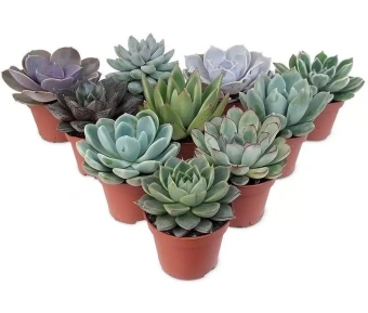 Эхеверия D7 H10см