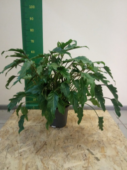 ПС-00193293