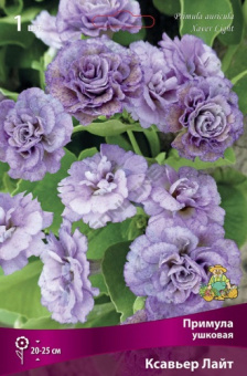 Примула ушковая Ксавьер Лайт/К