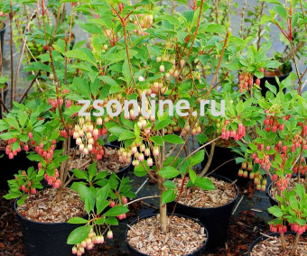 Изображение загружено обработкой по данным файла Excel