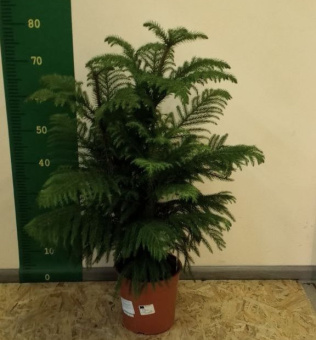 Араукария D19 H65 см