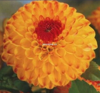 Изображение загружено обработкой по данным файла Excel