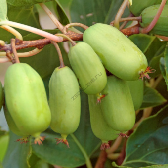 actinidia_super_jumbo
