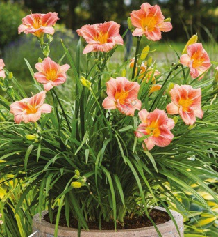 Лилейник гибридный ЭвериДейлили Сериз