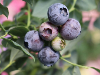 голубика-элизабет1-600x450