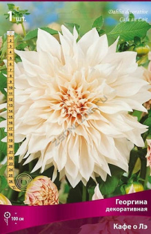 Георгин декоративный Кафе о Лэ