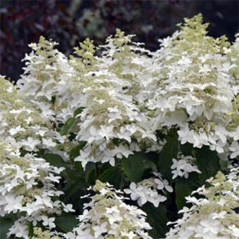 Гортензия метельчатая Перл де Отум/ЦКор