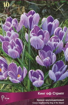 Крокус Крупноцветковый Кинг ов Страйпт
